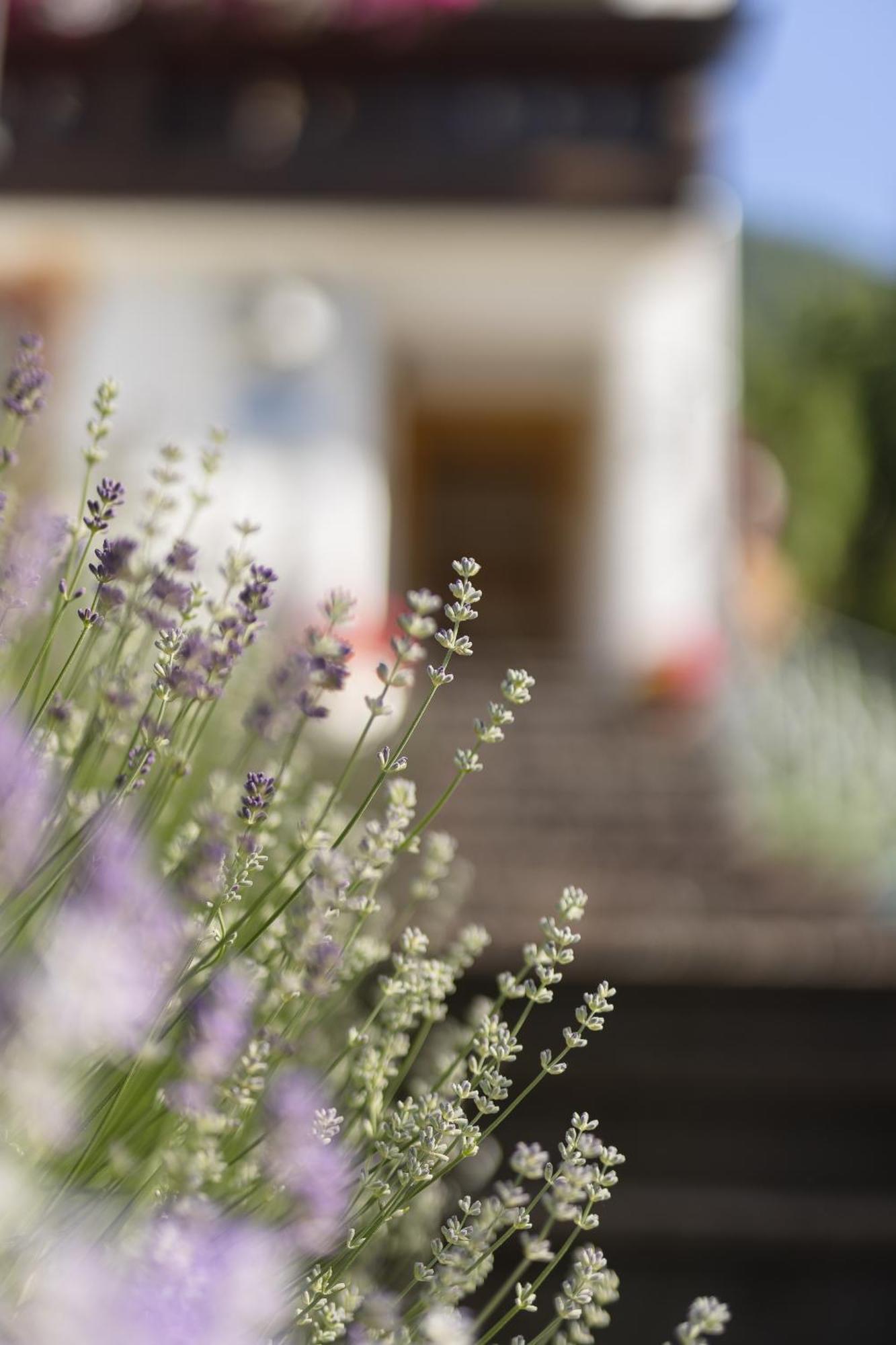 Pension Gulla - Ferienhaus Appartements B&B Neustift im Stubaital Exterior foto